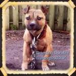 OGDOGG's Avatar OGDOGG's Avatar