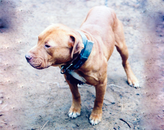 Hollingsworth apbt hot sale