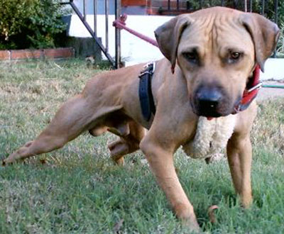 Southern clearance kennels apbt